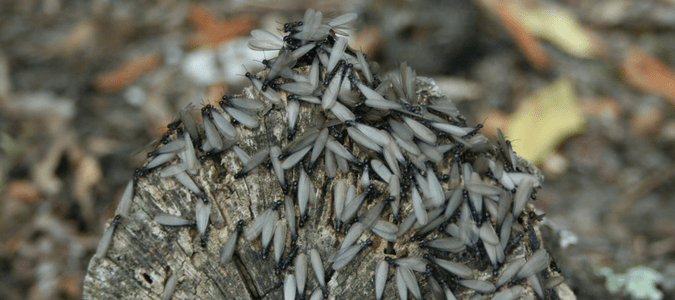 Termite swarming season