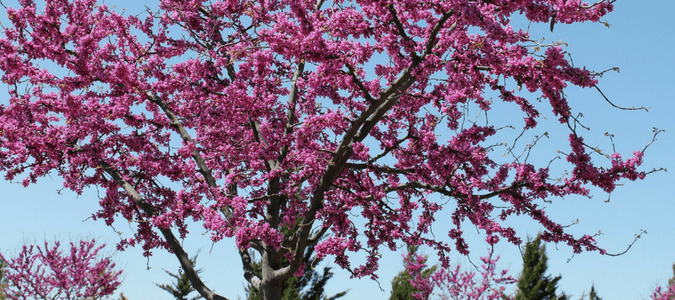 Texas flowering trees