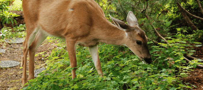 How To Keep Deer Out Of Your Garden For Good