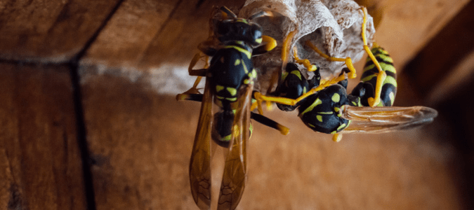 How to keep wasps away from deck