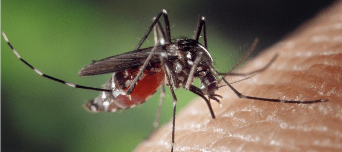 Pest Problems After a Flood - Mosquitoes