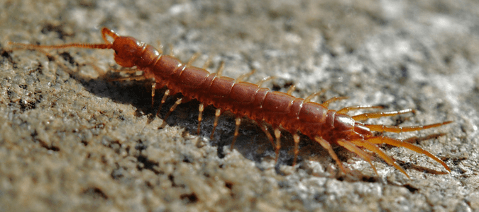 Are centipedes poisonous