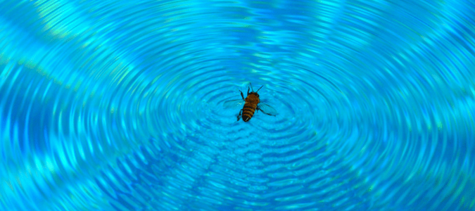 Bees around pool