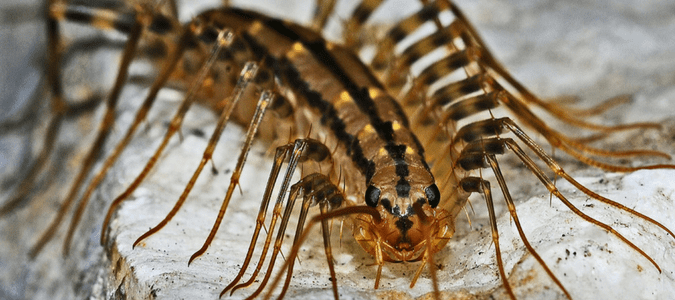 Types of centipedes