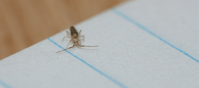 How To Get Rid Of Springtails Handling A Springtail Infestation Abc Blog - How To Get Rid Of Springtail Bugs In Bathroom