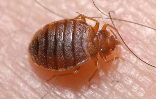 closeup of a bed bug - how to identify bed bugs