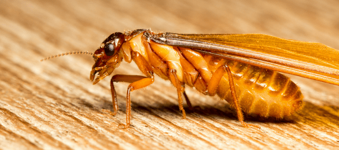 what does a termite look like with wings