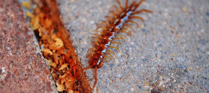 Centipedes in Texas