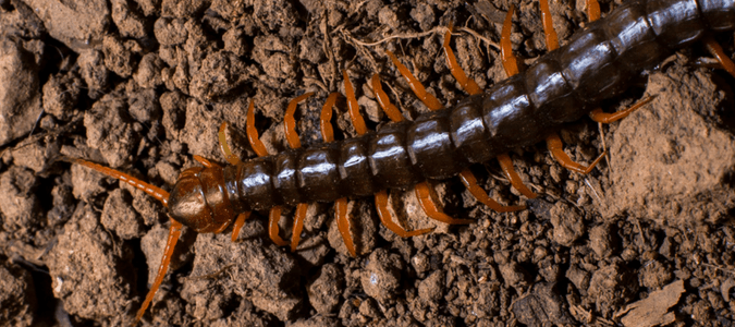 Giant redheaded centipede