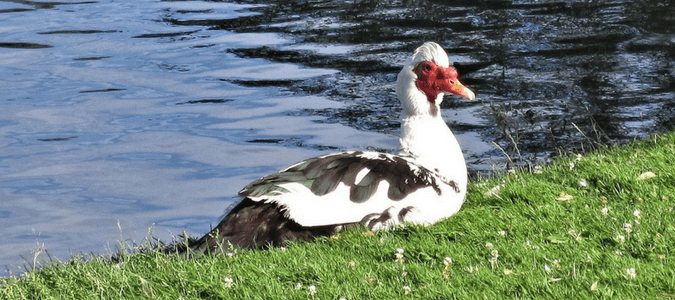 Are muscovy ducks protected