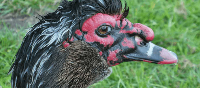 How to get rid of muscovy ducks