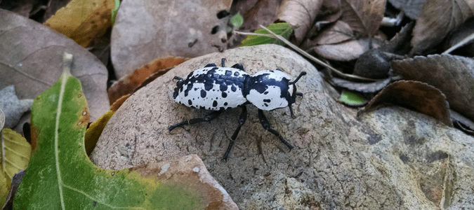 Trickle barrière réalisateur black beetle with white spots enregistrer ...