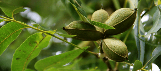 Pecan tree bugs