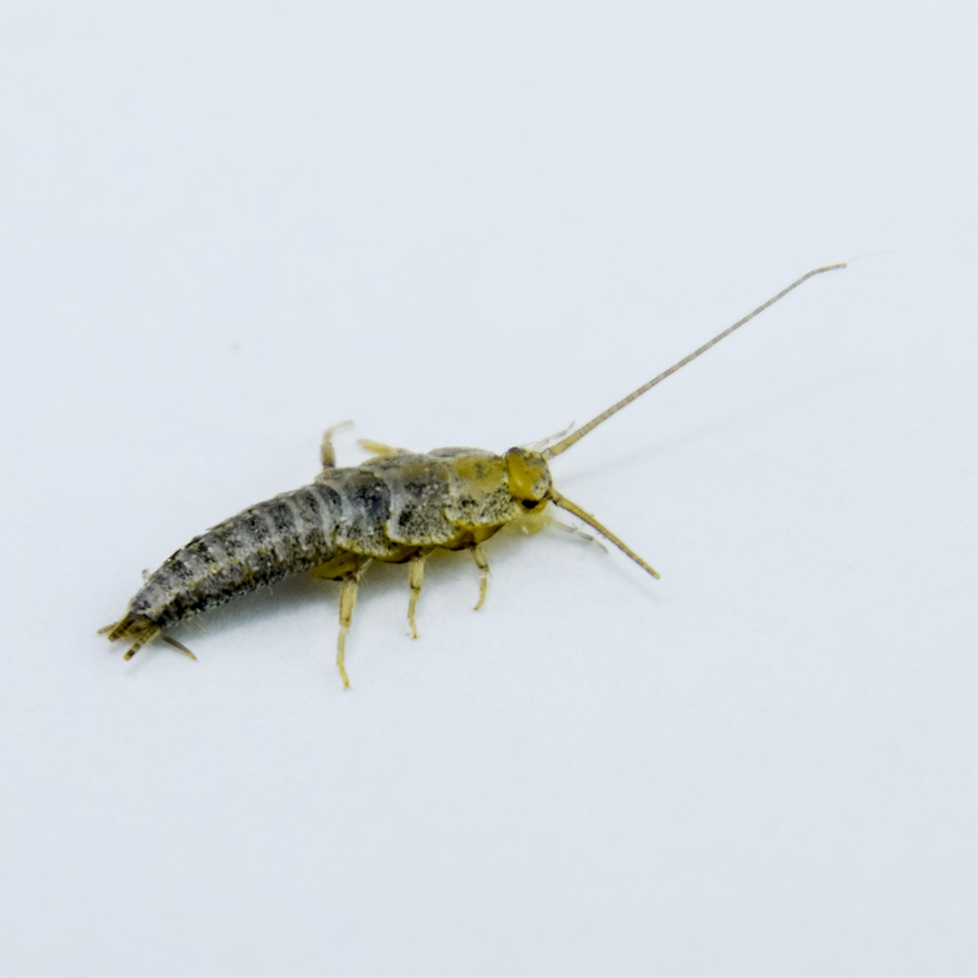 Silverfish Infestations: What A Homeowner Should Know