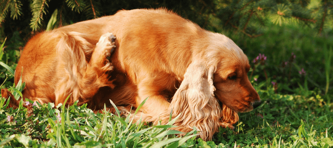 What to do if you have fleas in your house
