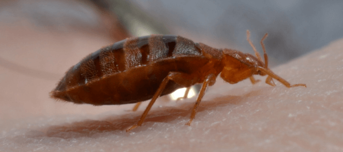 How to tell bed bug bites from other bites