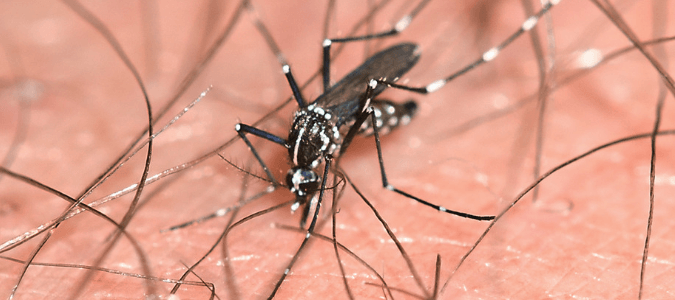 Mosquito bites vs spider bites