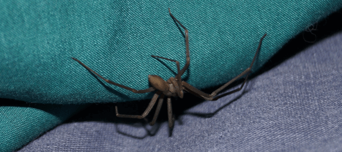 Texas spider species