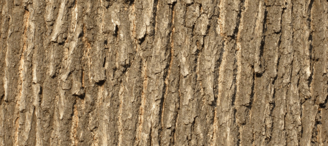 Texas tree identification by bark