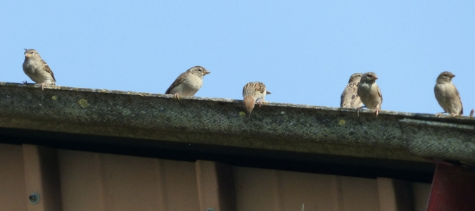 How to get rid of birds nesting in roof
