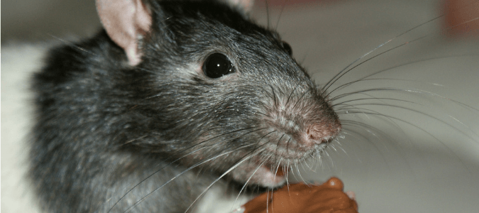 What attracts rats to your house