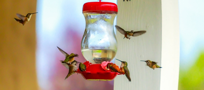 When To Stop Feeding Hummingbirds For The Year Abc Blog,Refinish Hardwood Floors Cost Diy