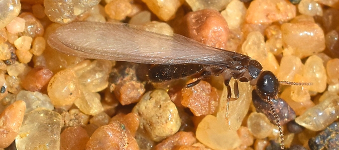 Get Rid Of Swarming Termites