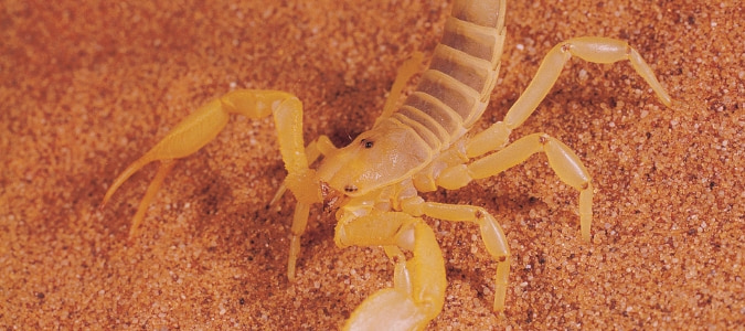 Guiana Striped Scorpion