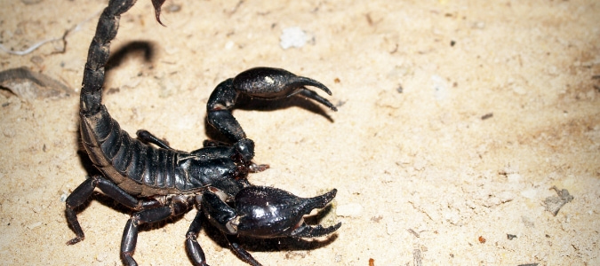 scorpions in florida