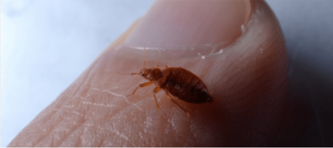 Does lavender really repel bed bugs
