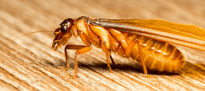 Florida termite identification