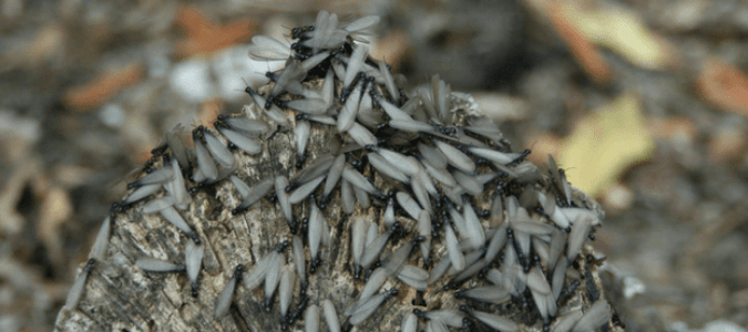 termite season Florida