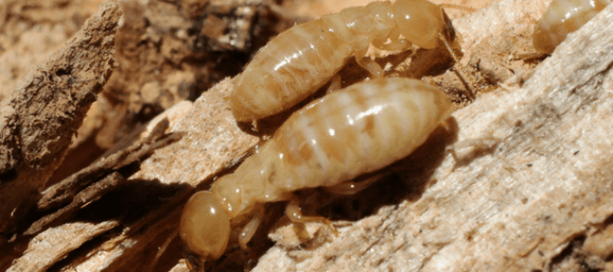 types of termites in Florida