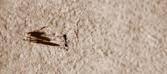 la candeggina uccide le formiche