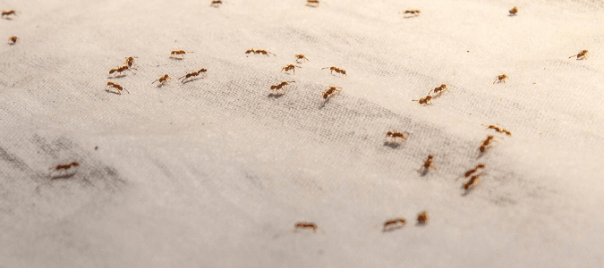 does cornstarch kill ants