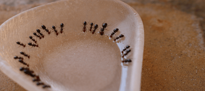 jak udržet mravence pryč