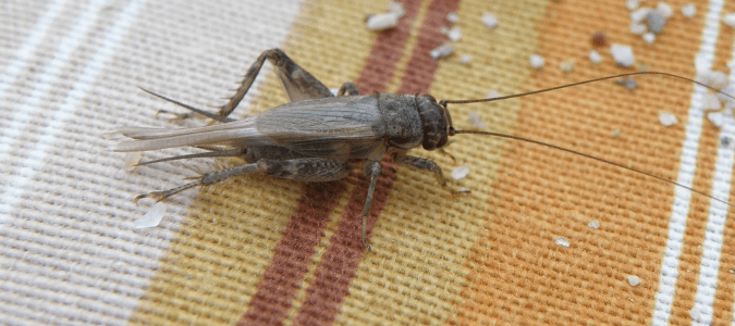 Black crickets in house