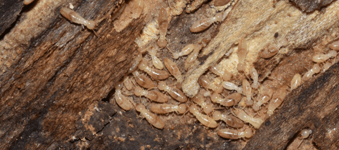How fast do termites eat wood