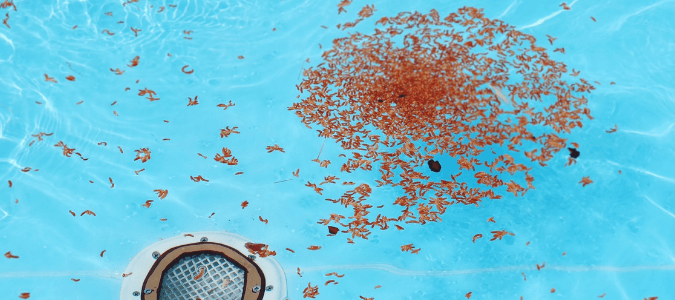 How to vacuum a pool using skimmer