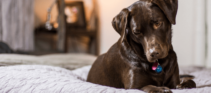 Ticks in bed from dogs