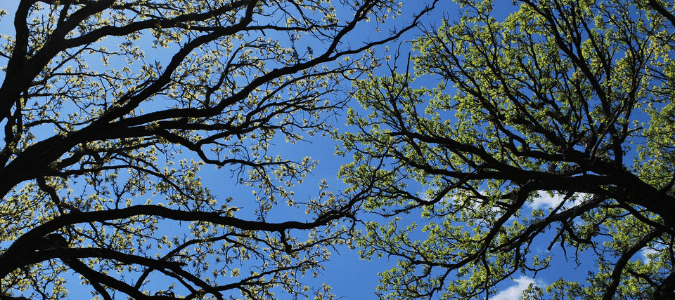 Types of oak trees in texas