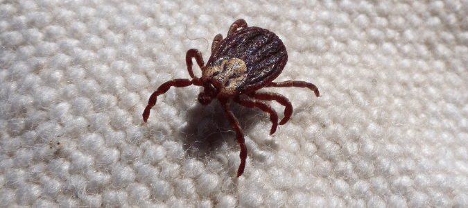 bed bug or tick