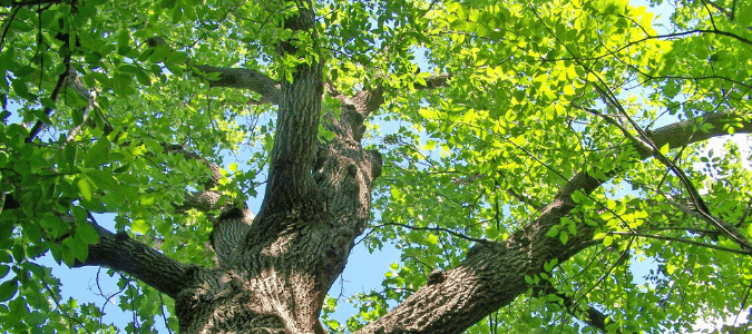 oak tree watering