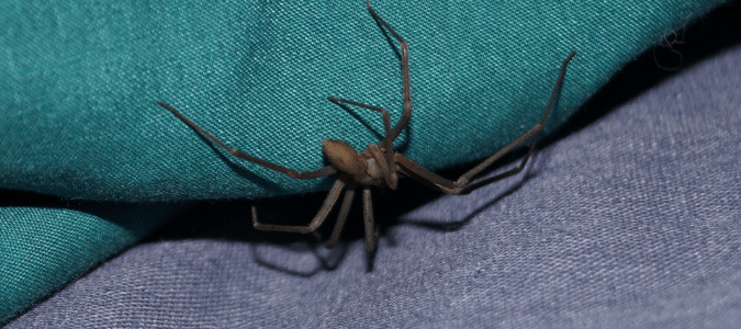 Black Spiders in Florida