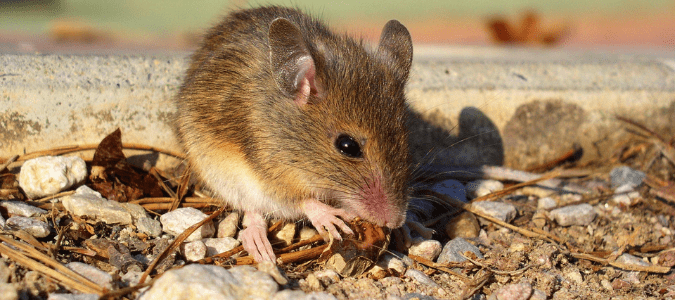 Do mice eat roaches