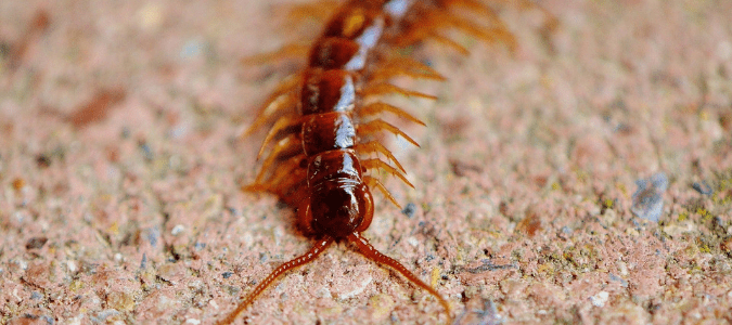 Florida centipedes