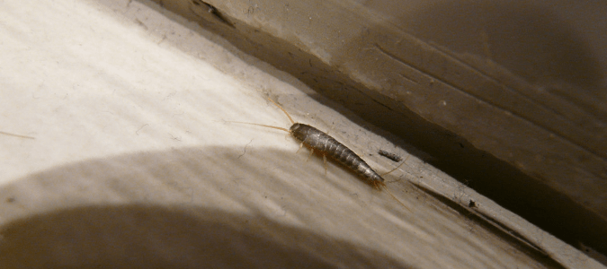 centipede vs silverfish