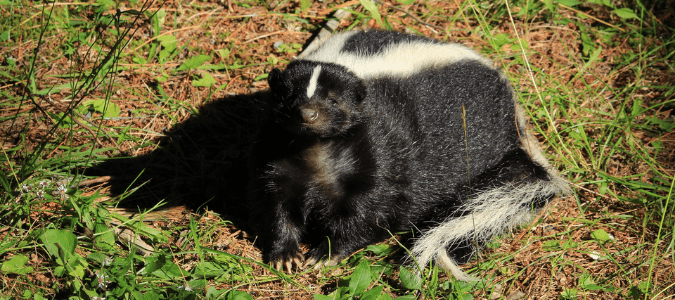 Why do skunks spray