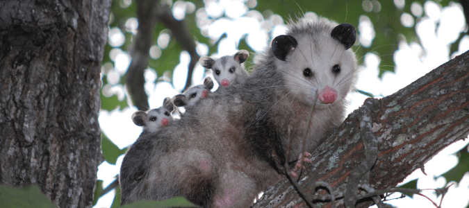 Can possums climb