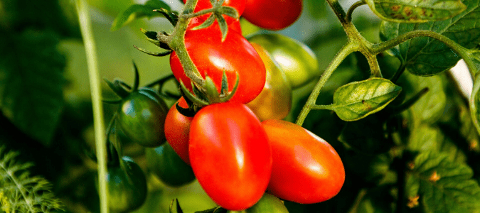 Flourishing tomato plant